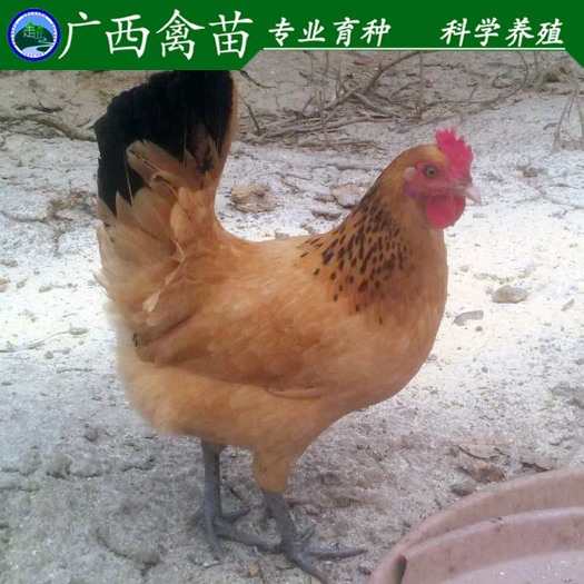 柳州麻羽高产绿壳蛋鸡苗 