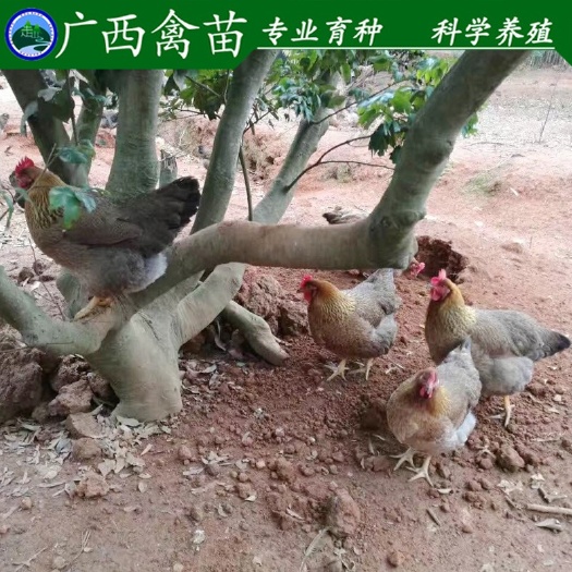 柳州清远2号麻鸡苗 出壳苗 母苗