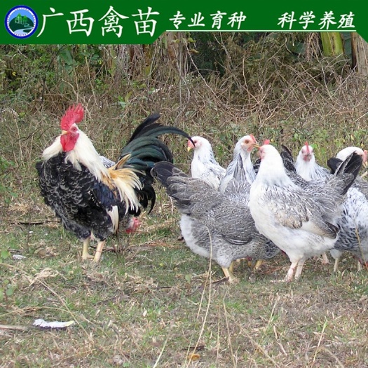 柳州彩凤鸡苗 
