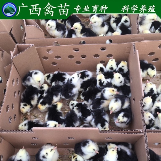 柳州贵妃鸡苗 