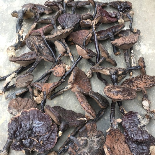黎平县灵芝