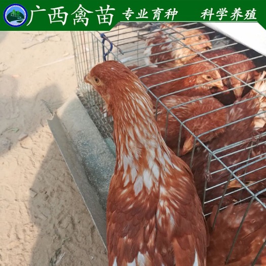 柳州海兰褐蛋鸡苗 