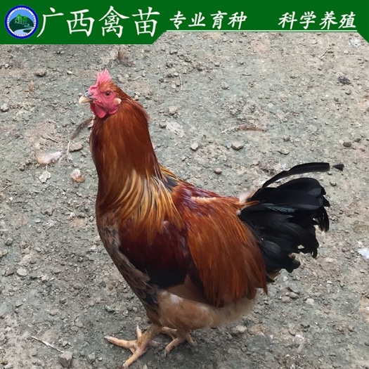 柳州桂香土鸡苗 