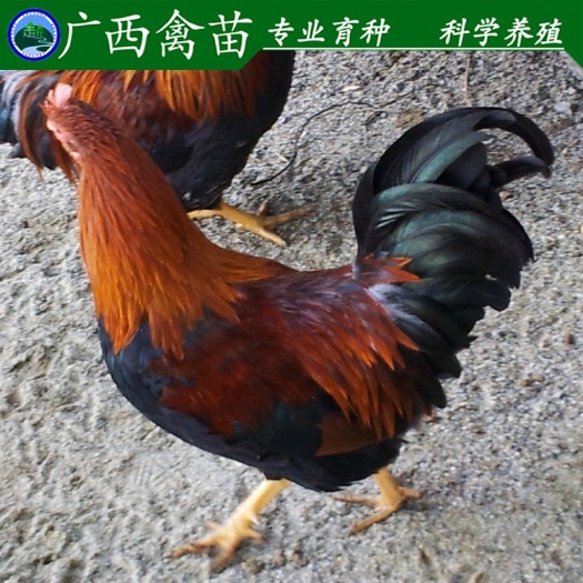 柳州清远2号麻鸡苗