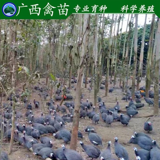 柳州珍珠鸡苗 