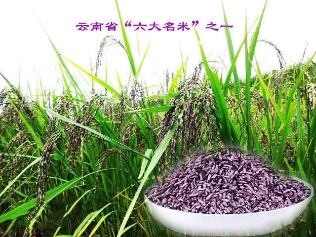 玉溪墨江紫米