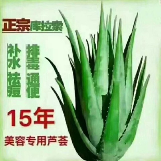 周口库拉索芦荟 20cm以上