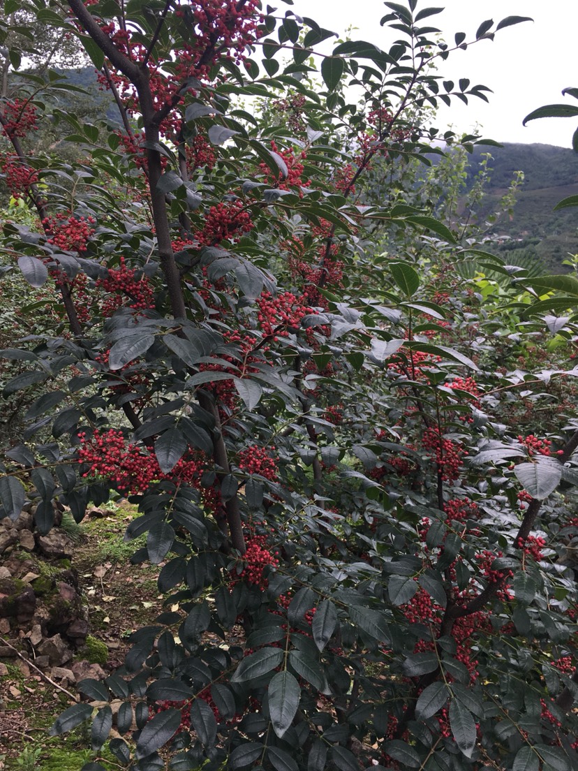 漢源花椒 一級(jí) 干花椒