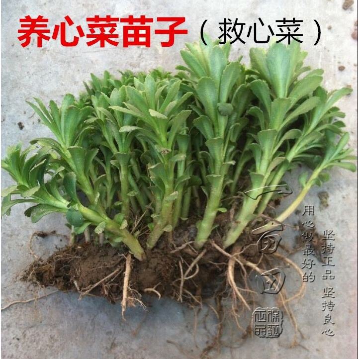南皮县高钙菜种子  高钙菜，养心菜，费菜，救心菜，景天三七