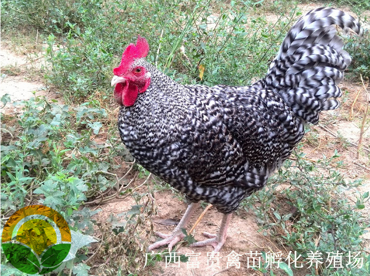 芦花鸡苗 