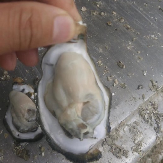 广州珠海生蚝 人工养殖 2-3两/只