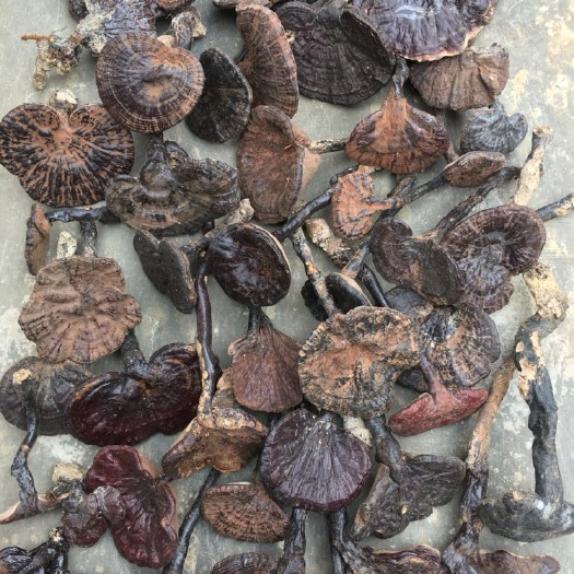 黎平县灵芝 老货厚边的灵芝贵州