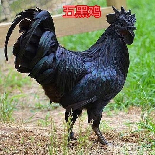 南宁五黑鸡苗 