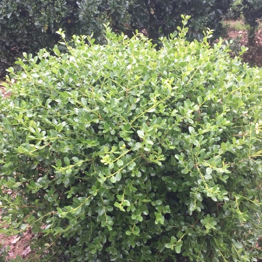 沭阳县黄杨球