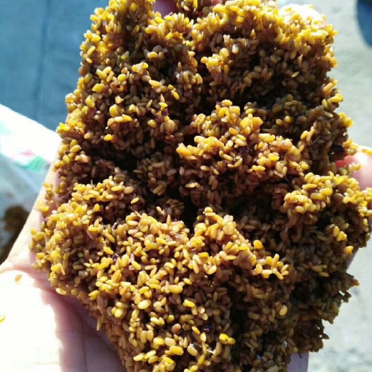 清原县 刺老芽种苗