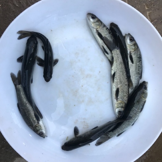 广州青鱼苗 出售，黑鲩鱼苗供应  螺丝青鱼批发