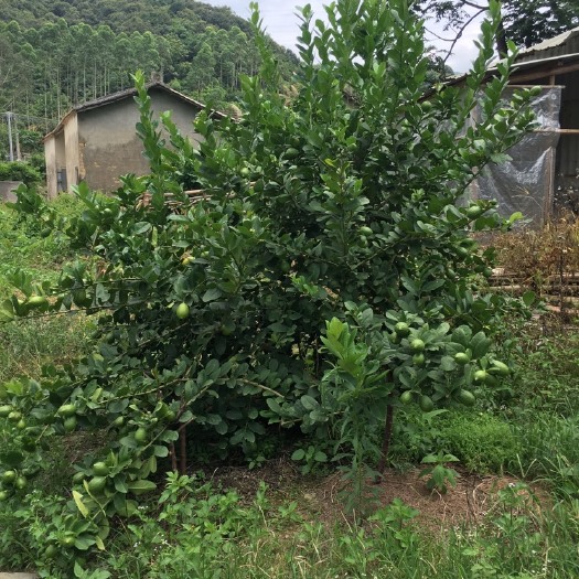 丰顺县香水柠檬 广东省梅州市丰顺县 无籽