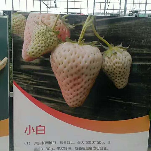泰安小白草莓苗 地栽苗 20~30公分