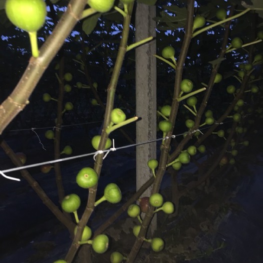 广州 无花果