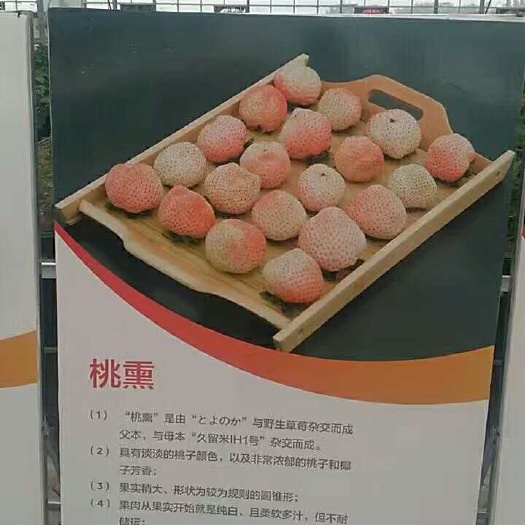 泰安桃薰草莓苗 地栽苗 20~30公分