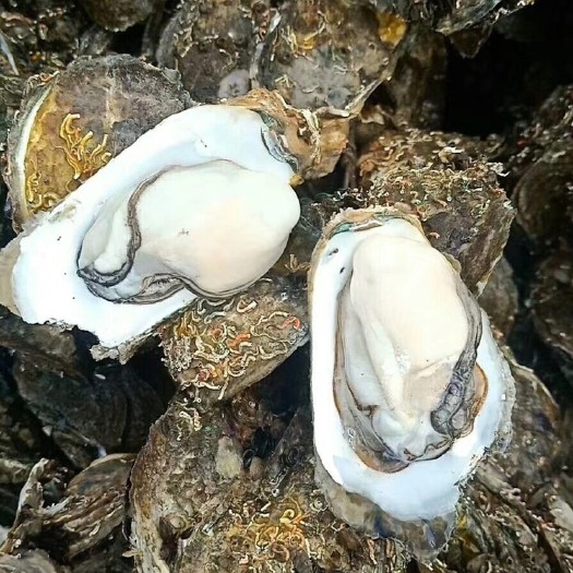 广州珠海生蚝 人工养殖 2-3两/只