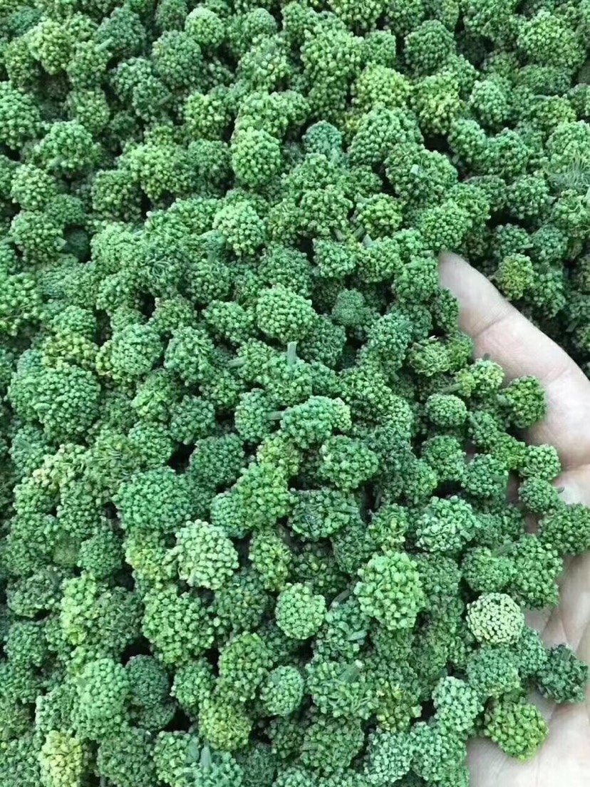 昆明三七花  云南文山，三年花，花朵大，饱满