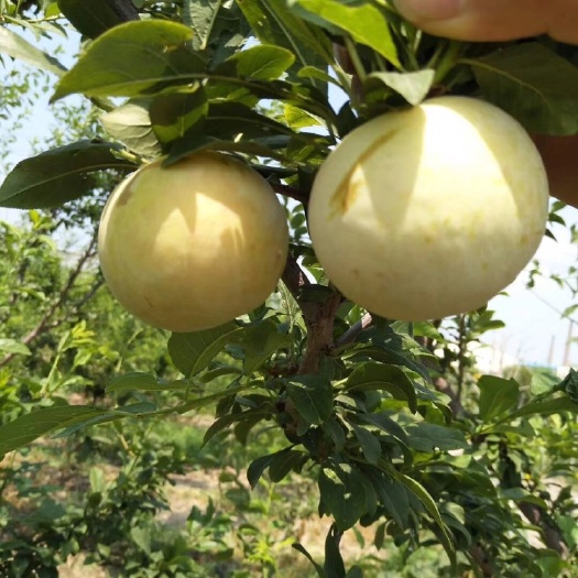 泰安蜂糖李树苗