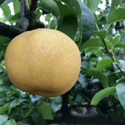 莱西市皇冠梨 300-350g 90mm以上