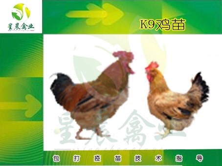南宁K9鸡苗 
