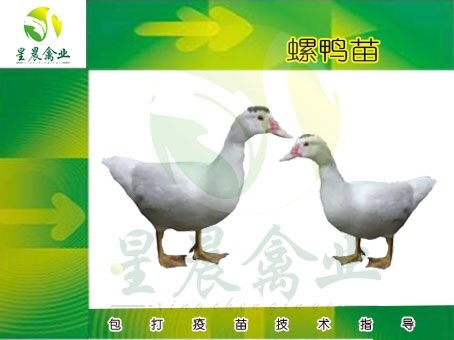 南宁半番鸭苗 