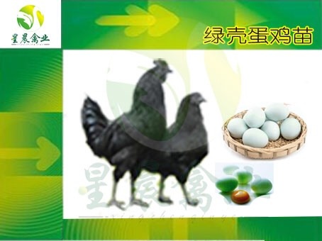 南宁绿壳蛋鸡苗 