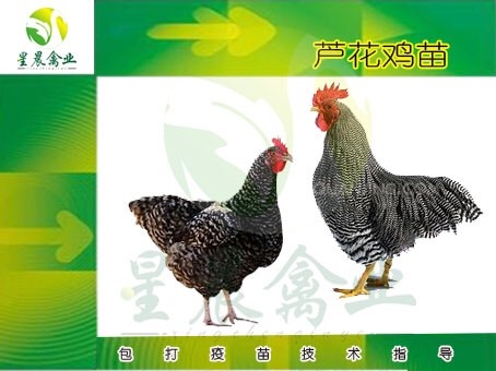 南宁芦花鸡苗 