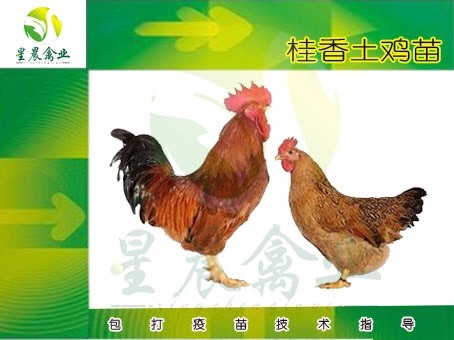 南宁桂香土鸡苗 