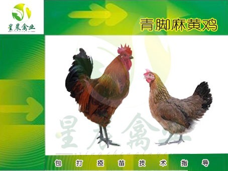 南宁青脚麻鸡苗 