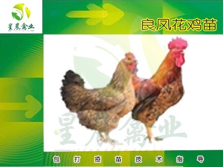 南宁良凤花鸡苗 