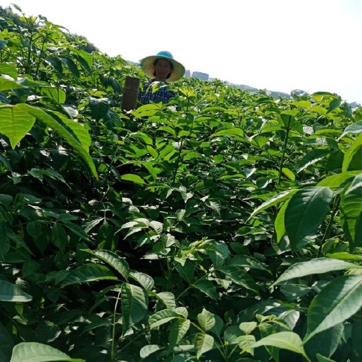 新干县吴茱萸苗