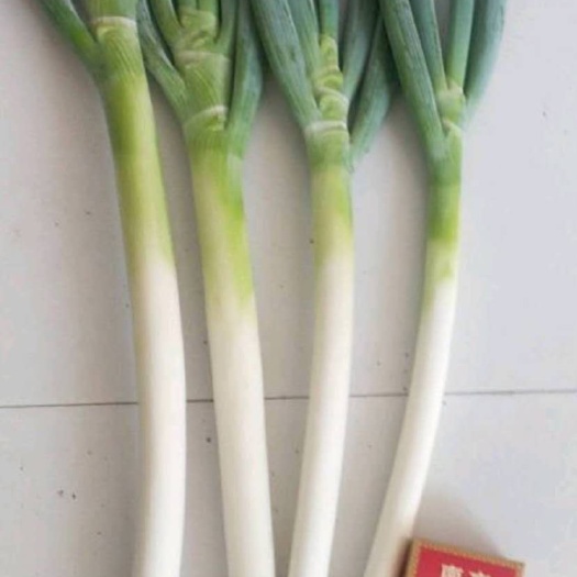 淄博铁杆大葱 2cm左右 30~40cm 毛葱