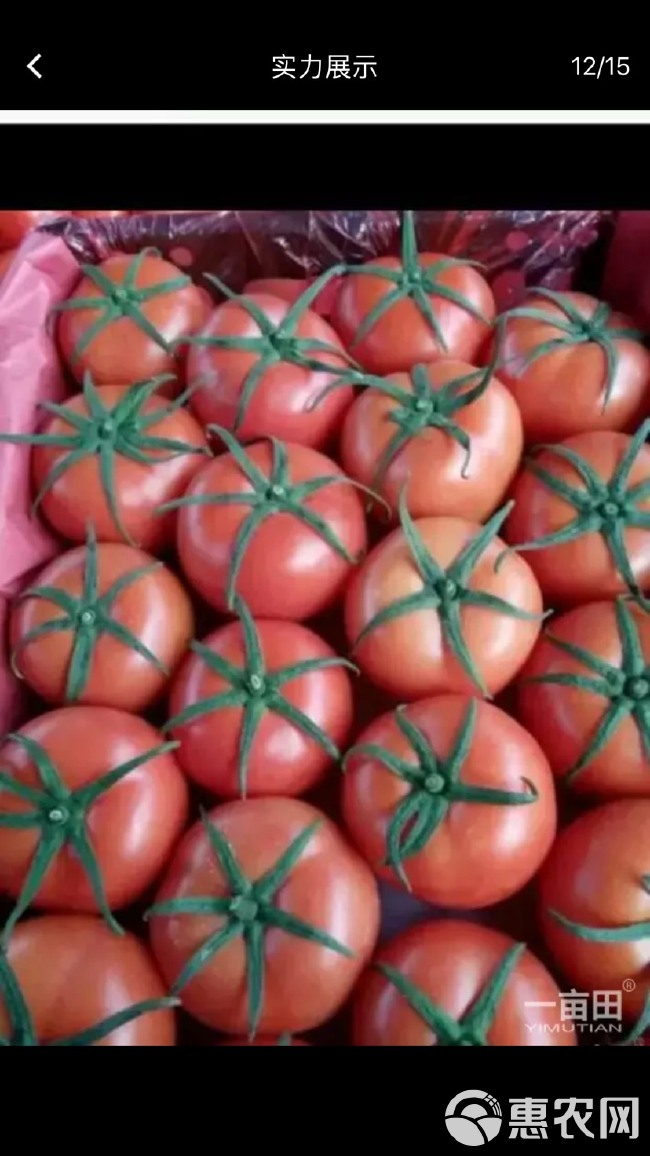 齐达利西红柿 通货 弧二以上 大红