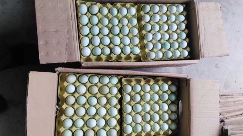 东台市绿壳蛋  绿壳鸡蛋 箱装 食用