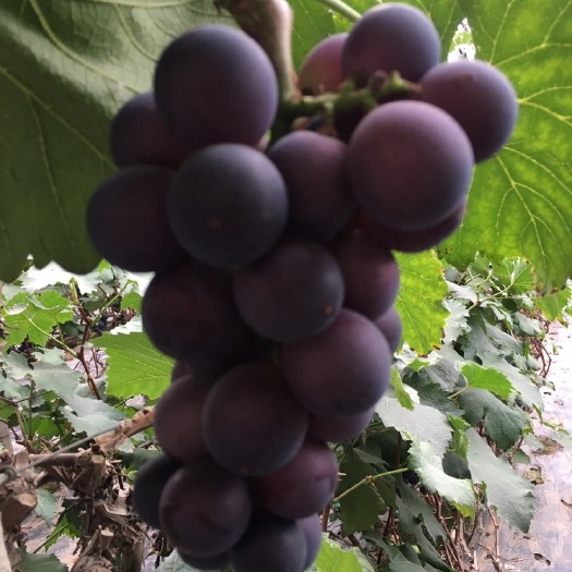 莱西市巨峰葡萄 5%以下 1次果 1-1.5斤