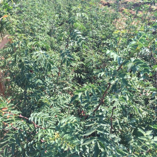 富平县大红袍花椒苗 