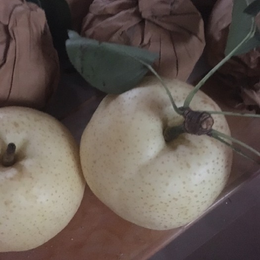莱西市黄金梨 400-450g 85mm以上