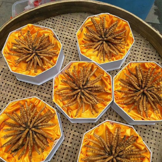松潘县冬虫夏草