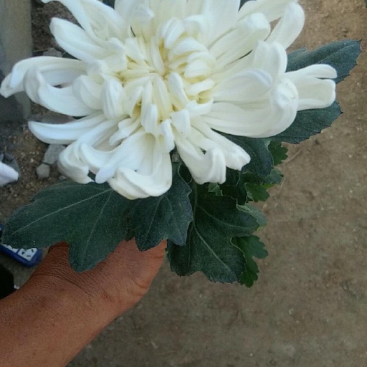 新沂市白菊花