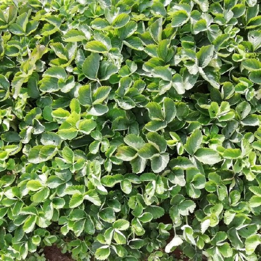 泰安甜宝草莓苗 地栽苗 10~20公分