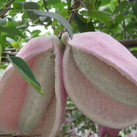 泰安八月瓜苗