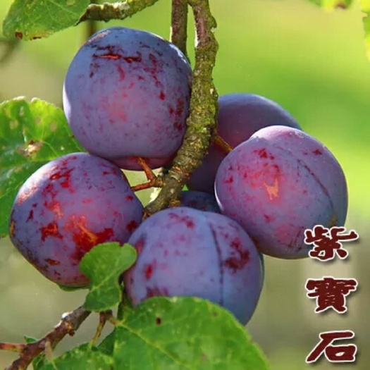 绛县黑宝石李子苗