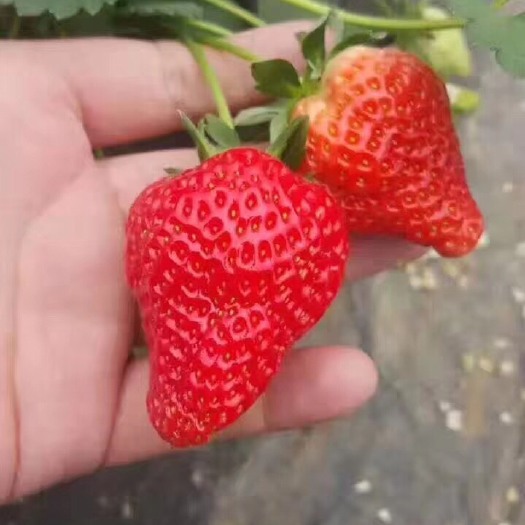 泰安 甜宝草莓苗  红颜草莓苗 甜茶理草莓苗  提供技术