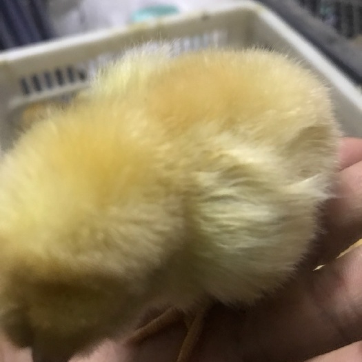 寻乌县土鸡苗 公