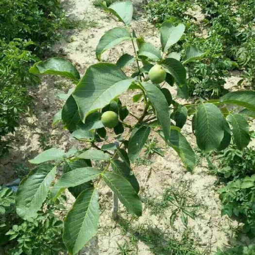 绛县嫁接核桃苗